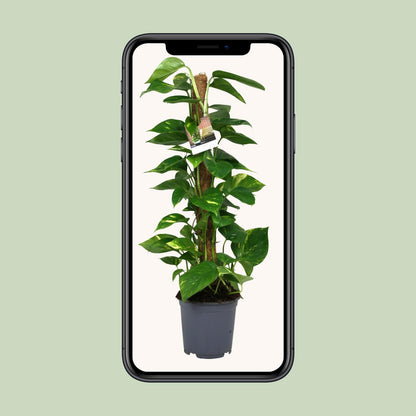 Scindapsus Epipremnum - Ø19cm - ↨80cm