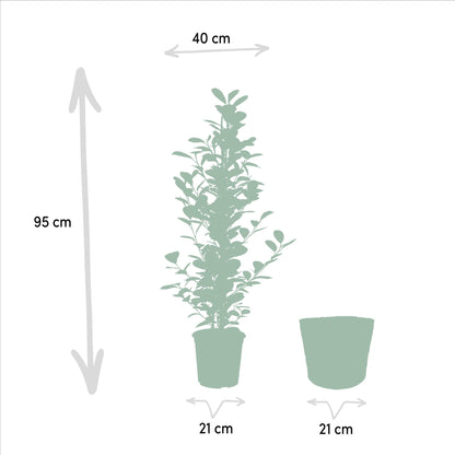 Ficus microcarpa Moclame - Chinesische Feige - Ø21cm - ↨95cm + Korb Selin