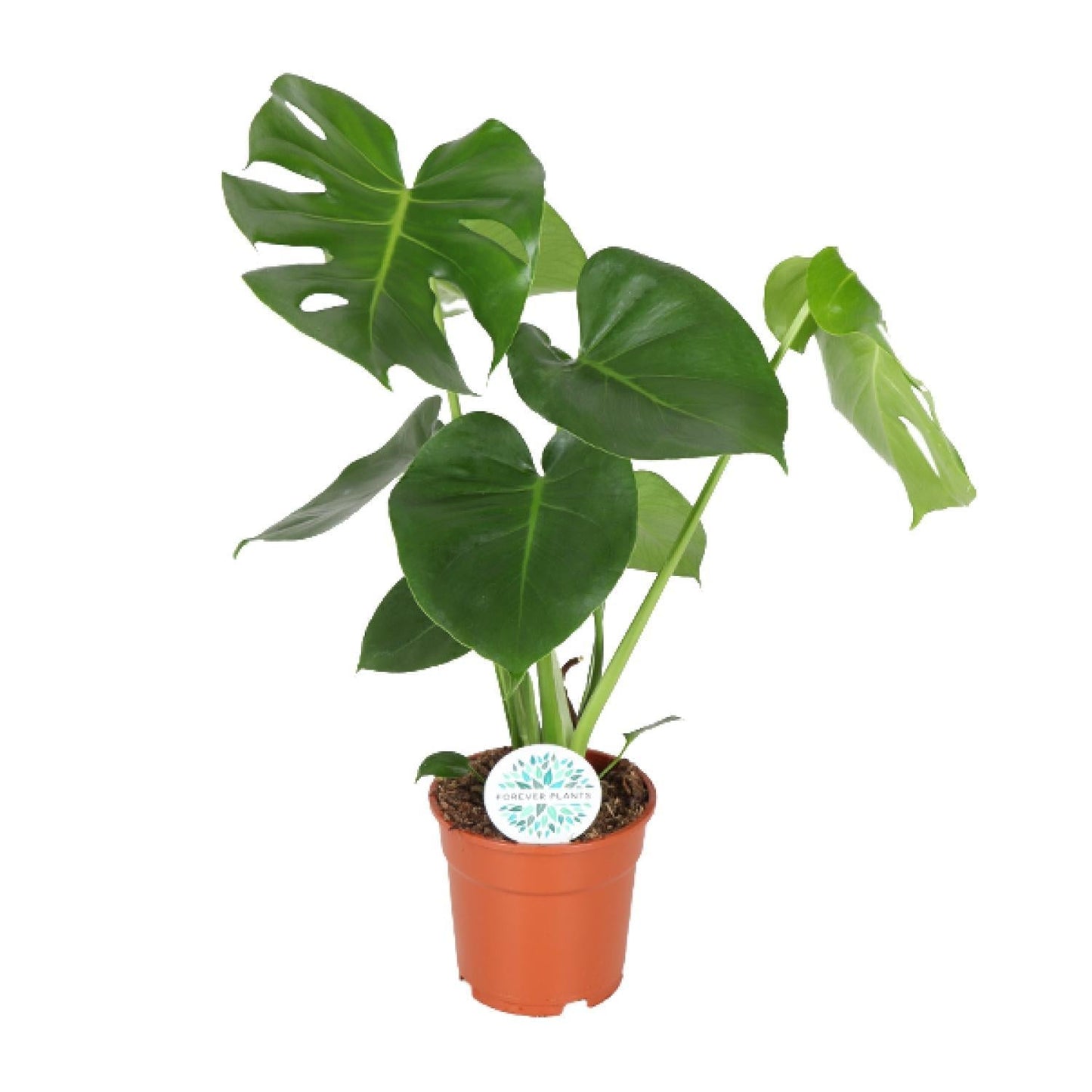 Monstera Deliciosa - Lochpflanze - Ø14cm - ↨55cm