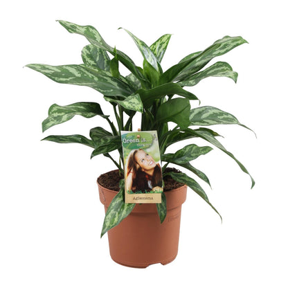 Aglaonema Maria - ↨40cm - Ø17cm