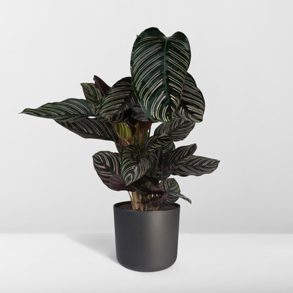 Calathea Ornata - Ø19cm - ↨75cm