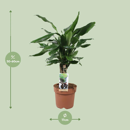 Dracaena Steudneri - Drachenbaum - Ø17cm - ↨55cm