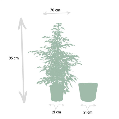 Ficus benjamina Twilight - Ø21cm - ↨95cm + Korb Selin