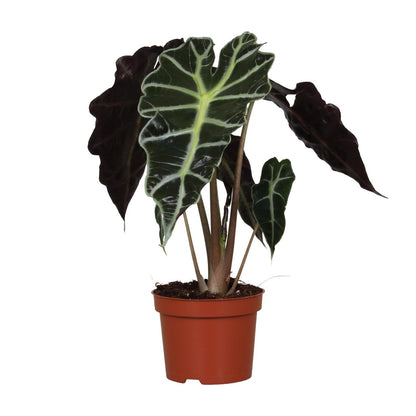 Alocasia Amazonica Polly -↨30cm-  Ø12cm