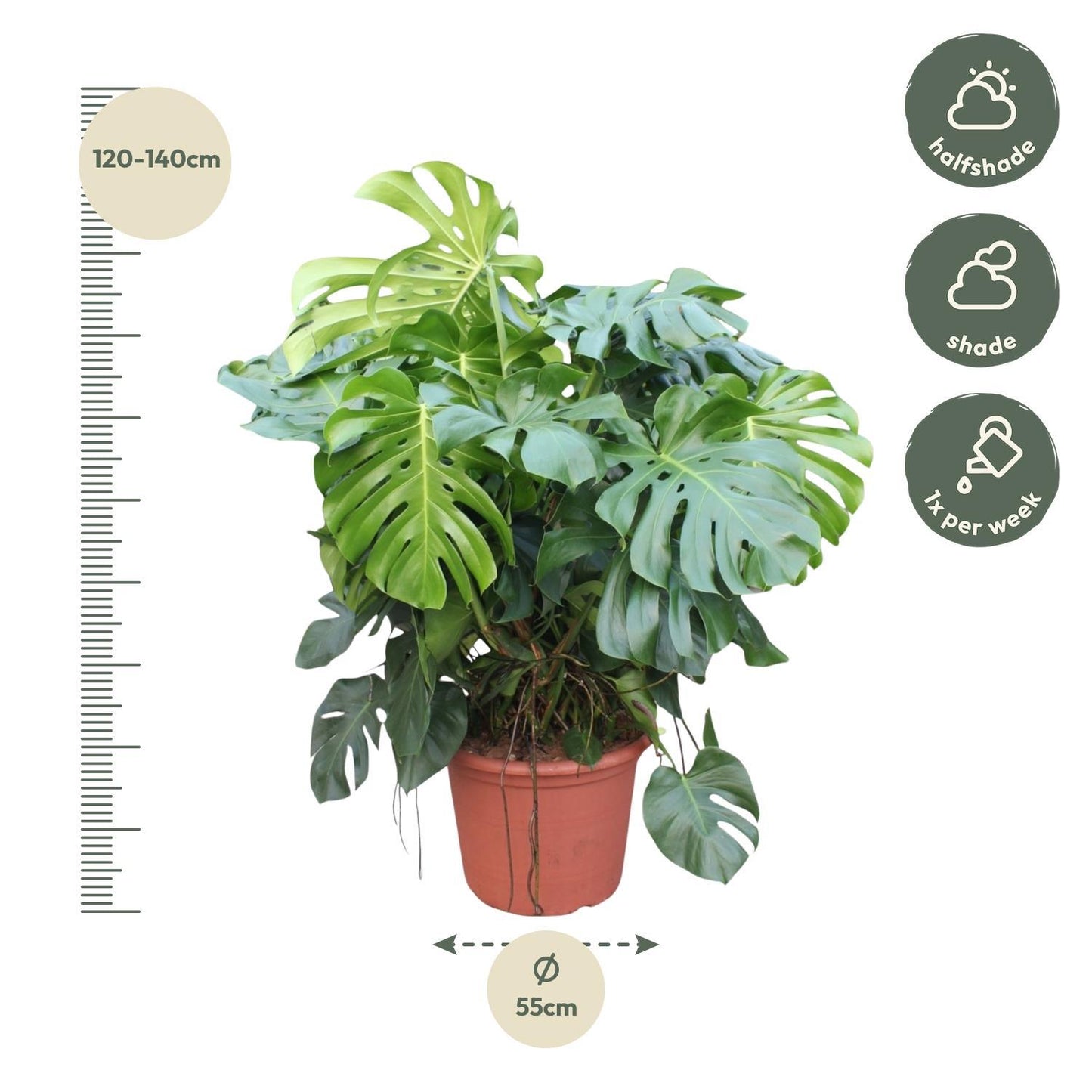 Monstera Deliciosa XXXL - ↨130cm - Ø55cm