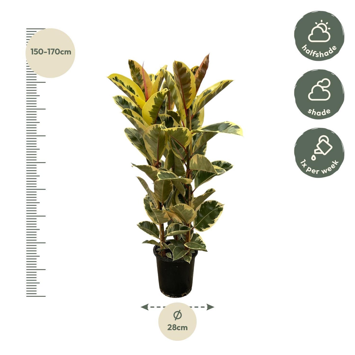 Ficus Tineke - Gummibaum  - ↨160cm - Ø28cm