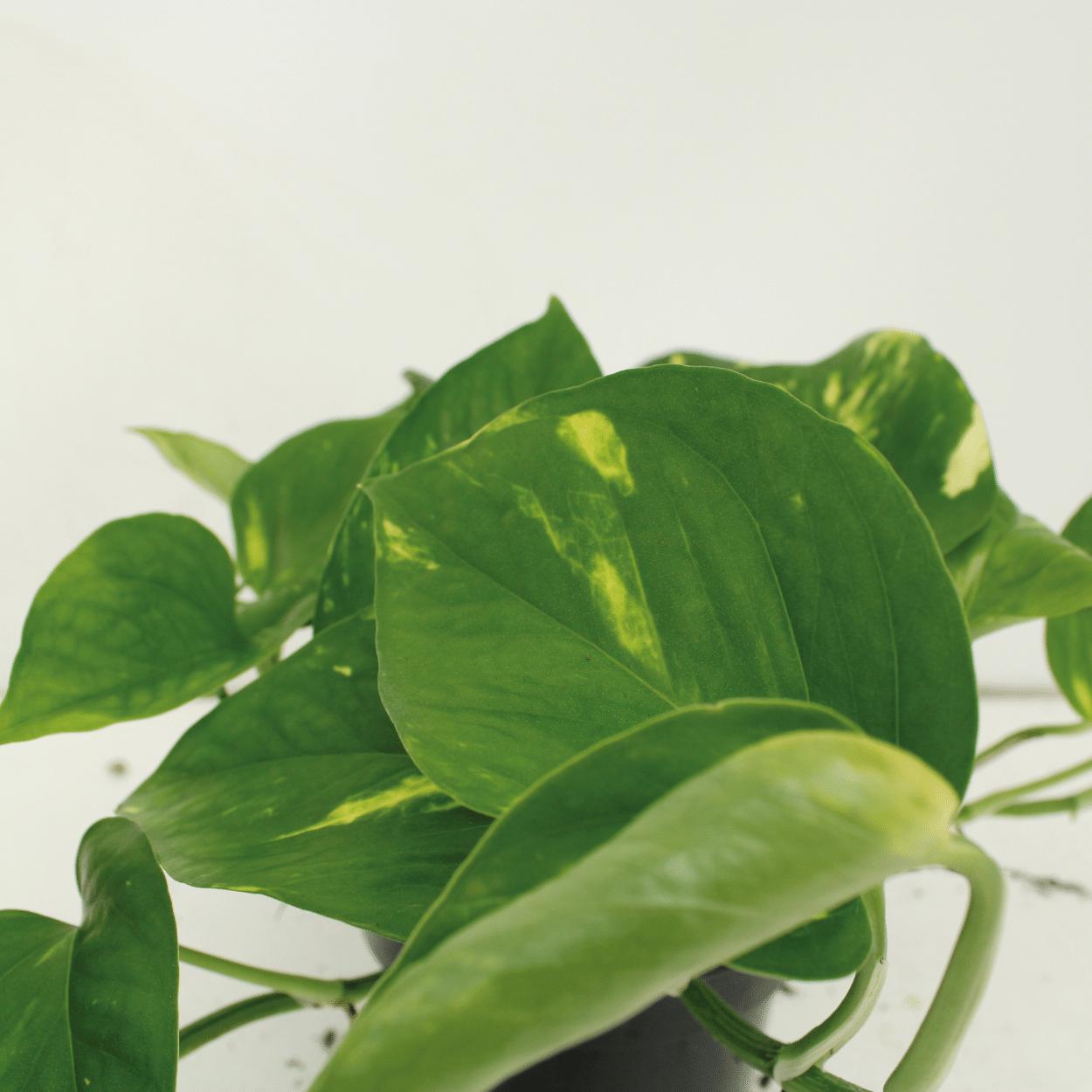 4x Epipremnum Aureum - Scindapsus - Ø12cm - ↨20cm