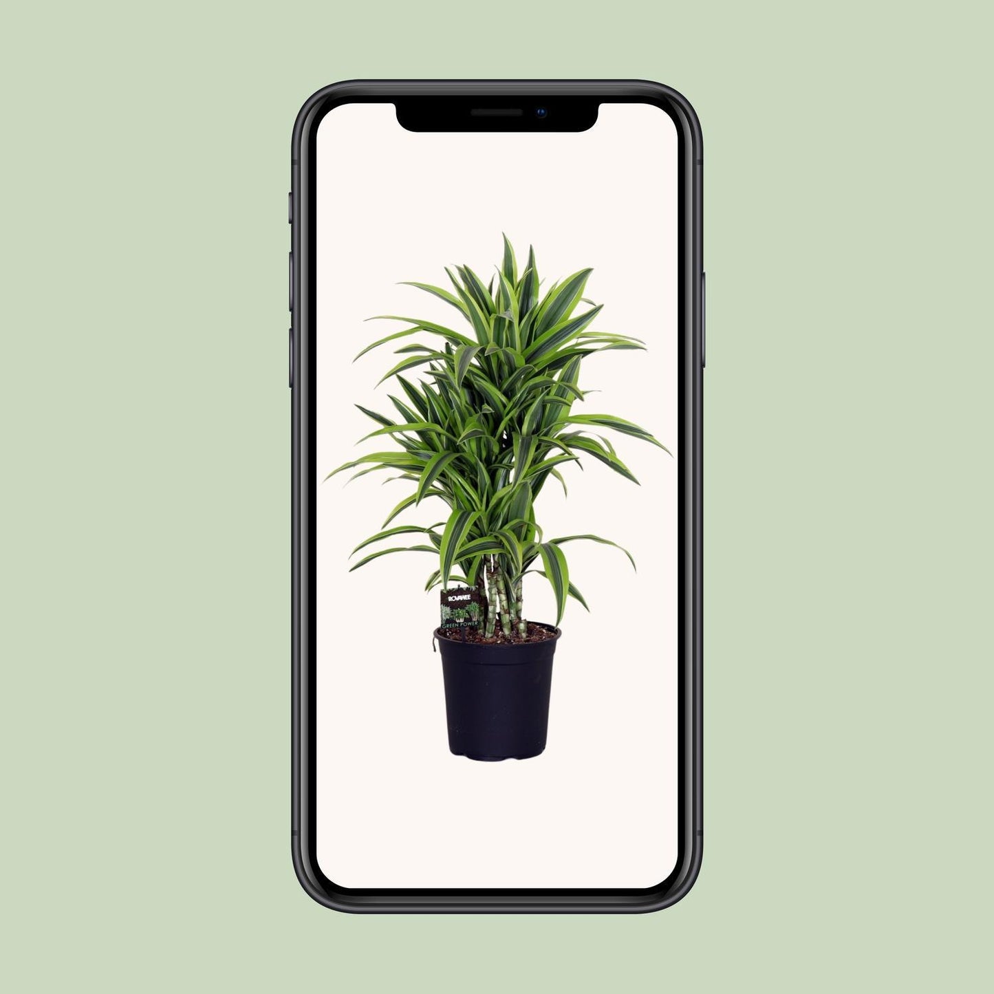 Dracaena Lemon Lime - Drachenbaum - Ø24cm - ↨100cm