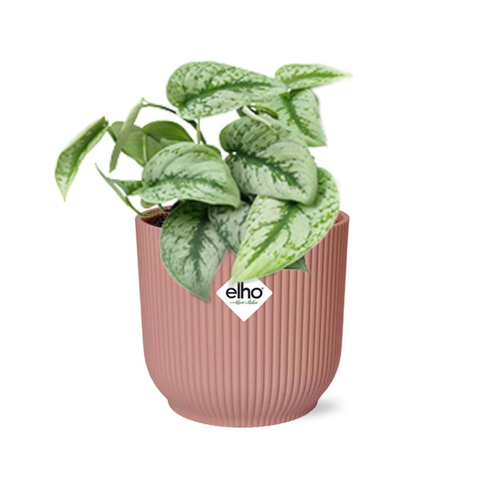 Scindapsus Pictus ‘Trebie’ - 10cm-20cm - in ELHO Vibes Fold Topf 14cm rosa