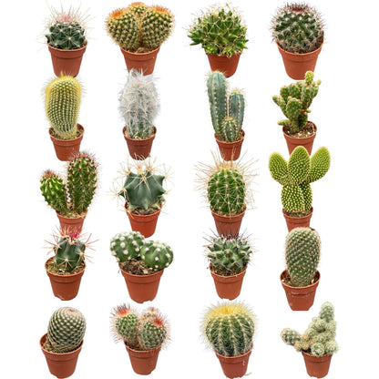 40 Stück - Der Cactus- und Sukkulenten-Mix - 5.5cmØ- ↨5-10cm