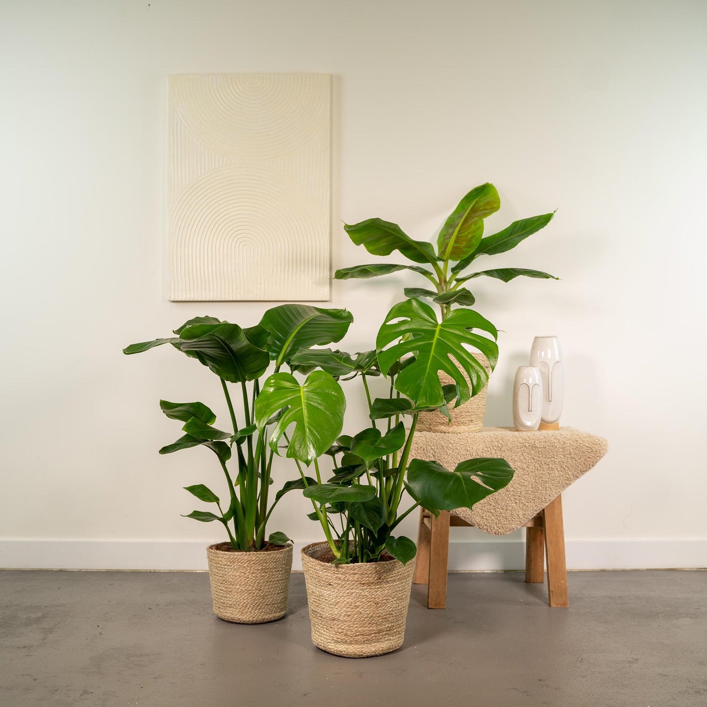 Monstera Deliciosa - Ø21cm - ↨75cm + Alocasia Zebrina - Ø19cm - ↨75cm + Strelitzia Nicolai - Ø19cm - ↨85cm + Korb Selin