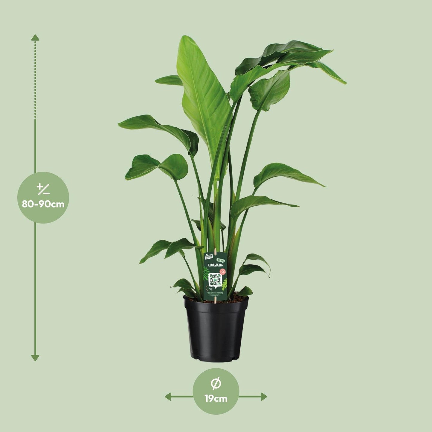 Strelitzia Nicolai - Ø19cm  ↨90cm