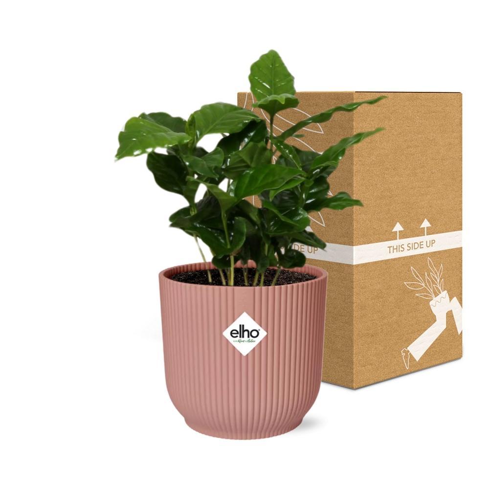 Coffea Arabica - Kaffeepflanze -20cm-30cm - in ELHO Vibes Fold 14cm rosa