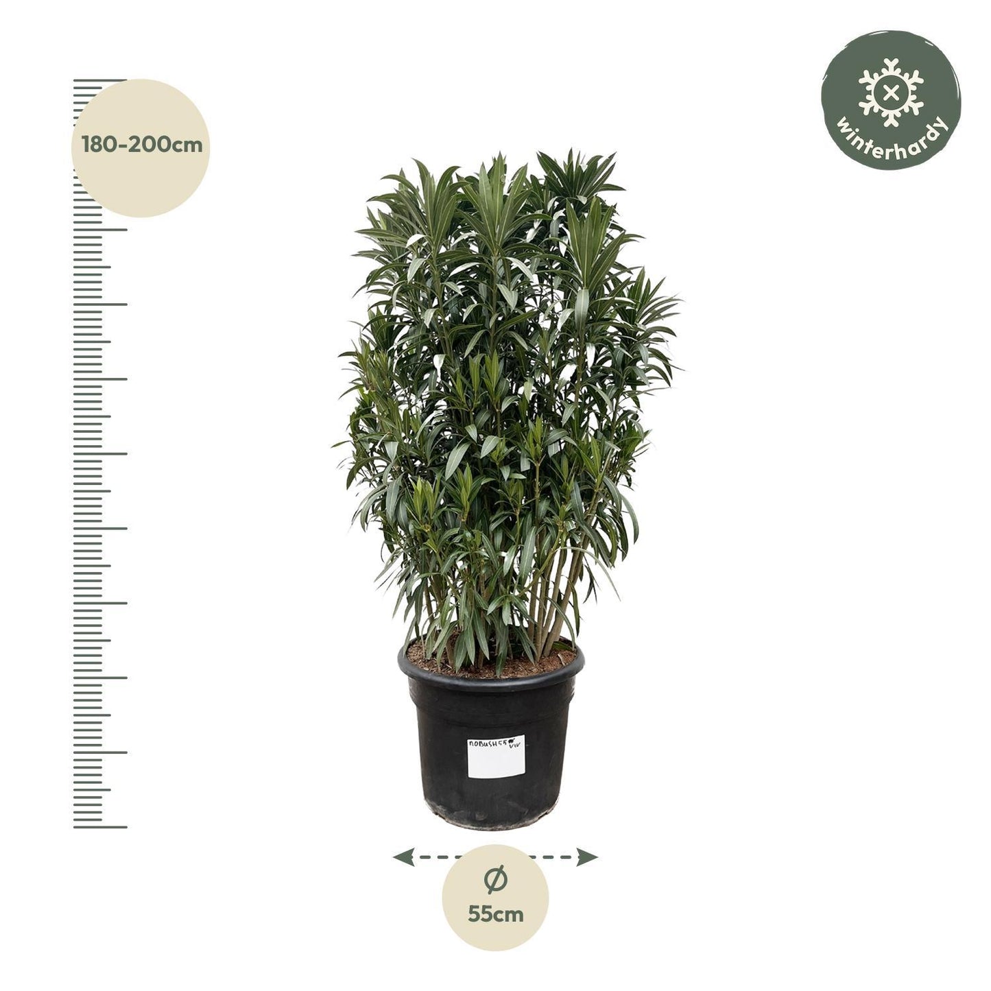 Nerium Oleander Strauch - ↨190cm- Ø55cm