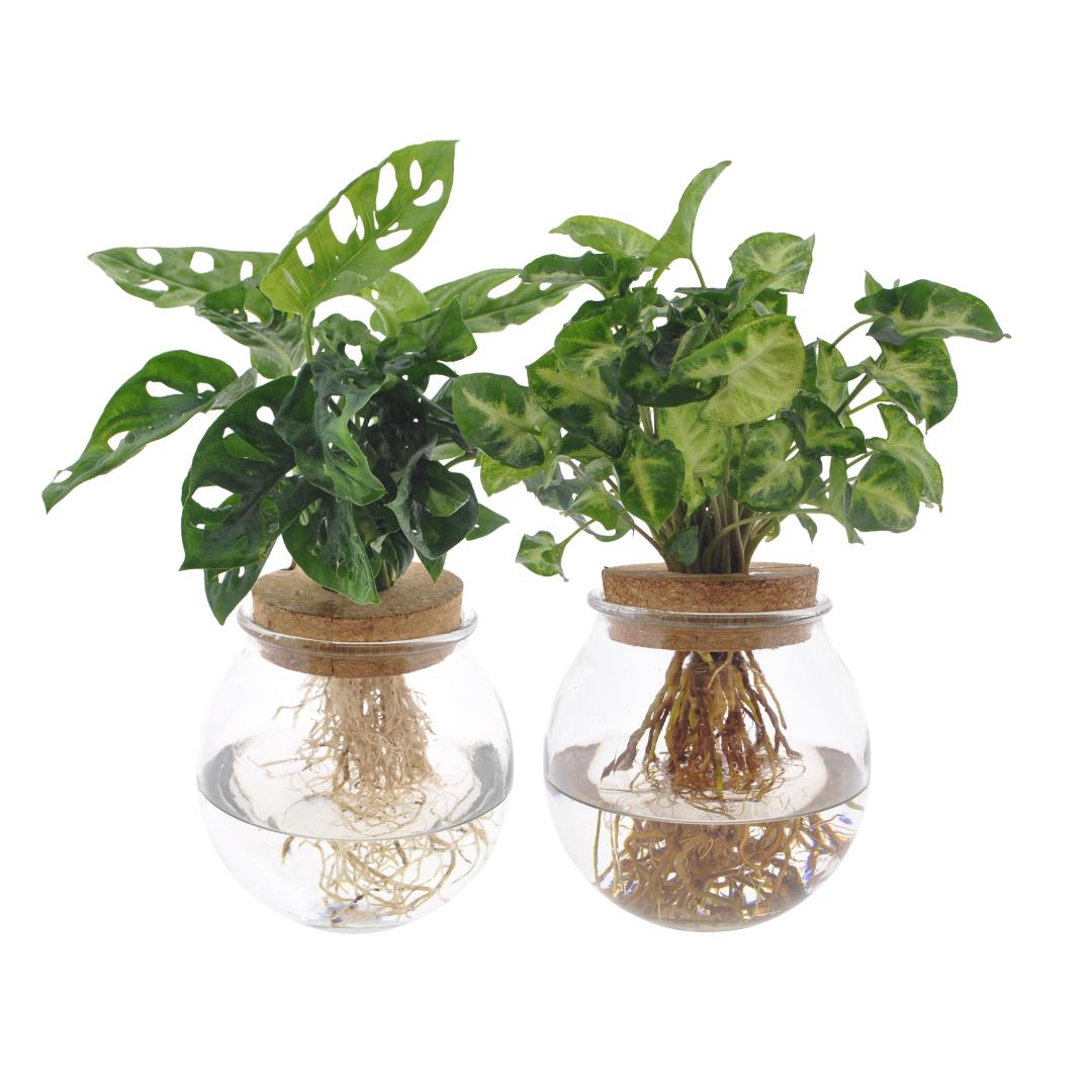 Kombipaket Bolglas Duo Monstera Adansonii/Syngonium Green - Ø12cm - ↨12-30cm