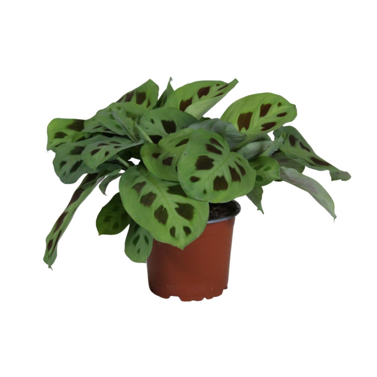 Maranta Leuconeura Kerchoveana - Ø12cm - ↨30cm