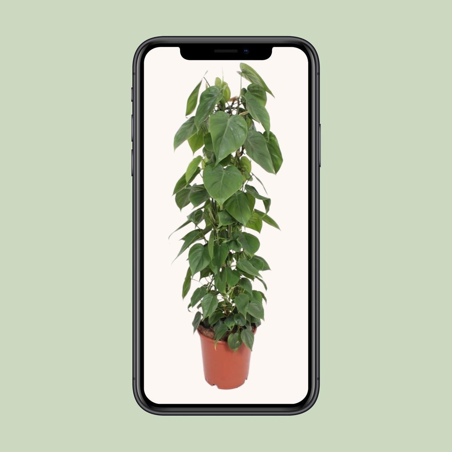 Philodendron Scandens - Ø24cm - ↨120cm