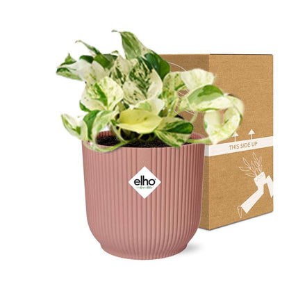 Epipremnum Happy Leaf - 10cm-20cm in ELHO Vibes Fold Topf 14cm rosa