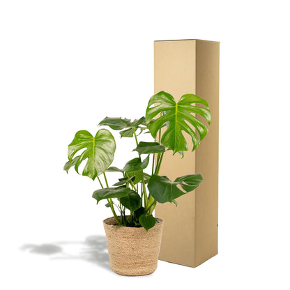 Monstera Deliciosa + Körbchen Selin - ↨80cm - Ø21cm