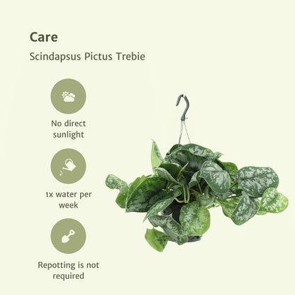 2x Scindapsus Pictus Trebie (Epipremnum) - Ø15cm - ↨25cm