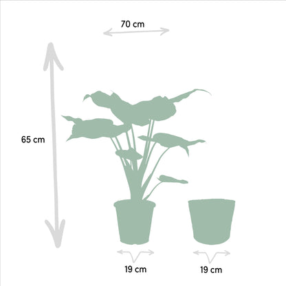 Alocasia Cucullata - ↨65cm - Ø19cm + Korb Selin