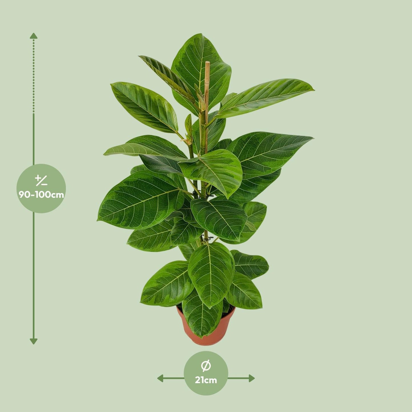 Ficus Altissima - Goldene Feige - Ø21cm - ↨95cm