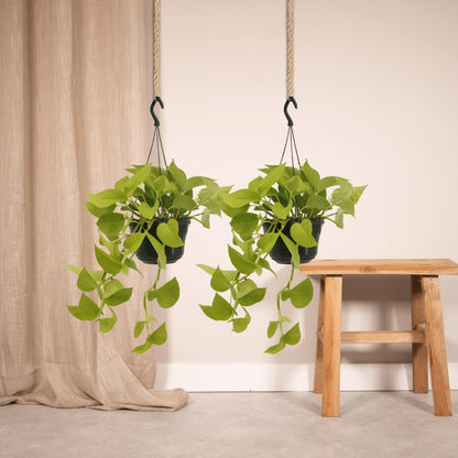 2x Epipremnum Golden Pothos - Scindapsus - Ø15cm - ↨25cm