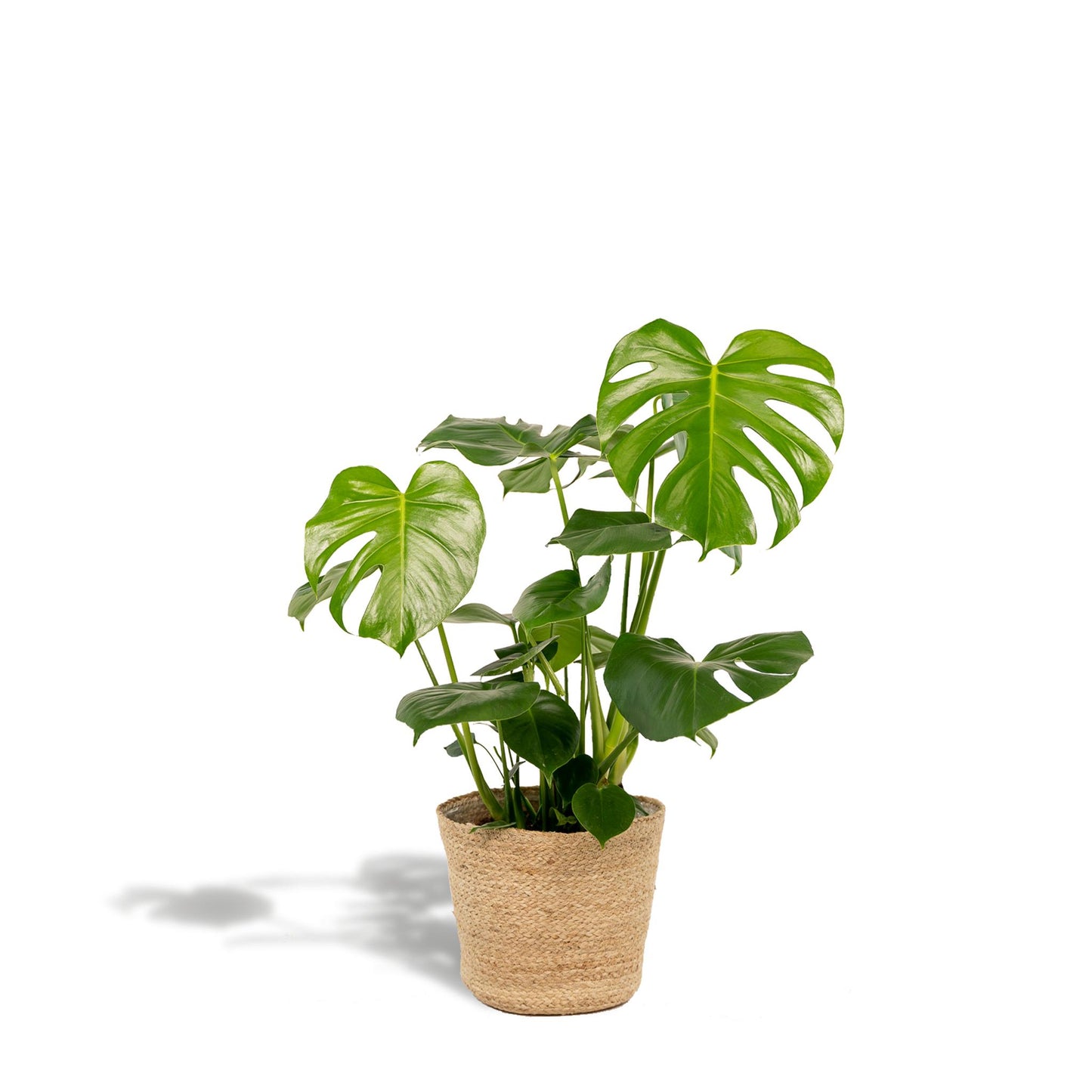 Monstera Deliciosa + Körbchen Selin - ↨80cm - Ø21cm