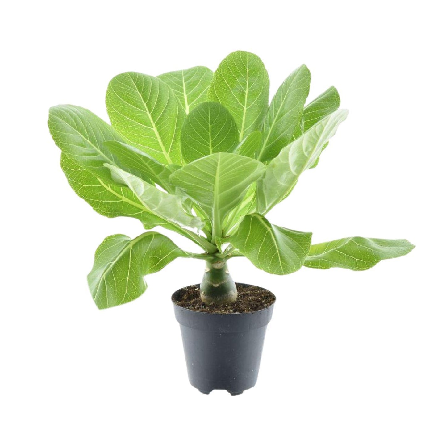 Brighamia Insignis - Hawaii Palme - Ø12cm - ↨37cm