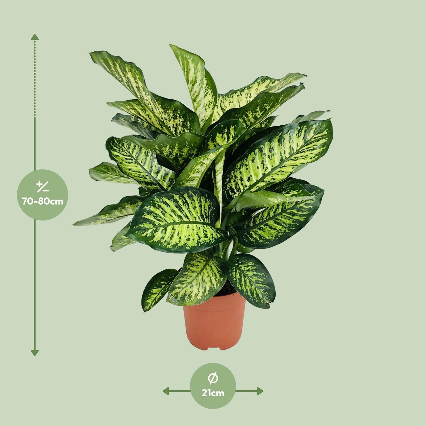 Dieffenbachia Camilla - Ø21cm - ↨75cm