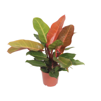 Philodendron Prince - Orange - Ø17cm - ↨45cm