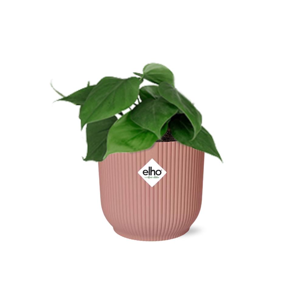 Philodendron Scandens - 10cm-20cm -  in ELHO Vibes Fold Topf rosa 14cm