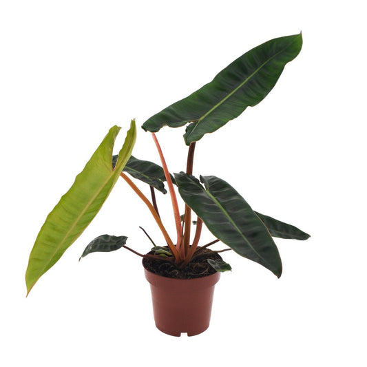 Philodendron Billietiae - Ø12cm - ↨25cm