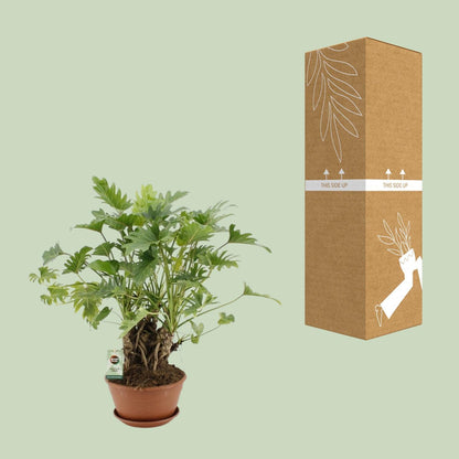 Philodendron Xanadu Stammform - Ø22cm - ↨50cm