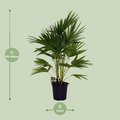 Livistona Chinensis - Chinesische Fächerpalme - Ø24cm - ↨100cm