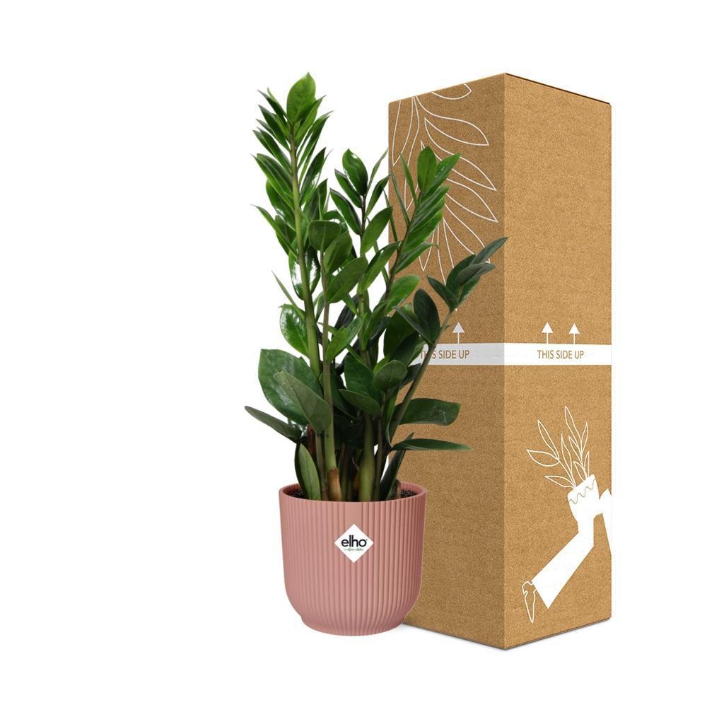 Zamioculcas – Hoogte 40cm-50cm in ELHO Vibes Fold Topf rosa 14cm