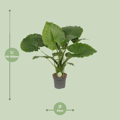 Alocasia Gageana California - Elefantenohr - ↨80cm - Ø21cm