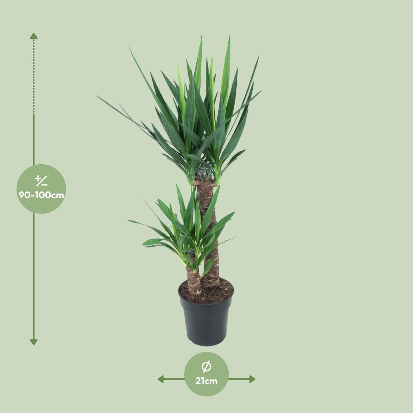 Yucca Elephantipes - Ø21cm - ↨100cm