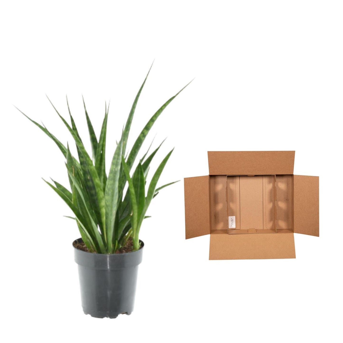 3x Sansevieria Kirkii - ↨38cm - Ø12cm