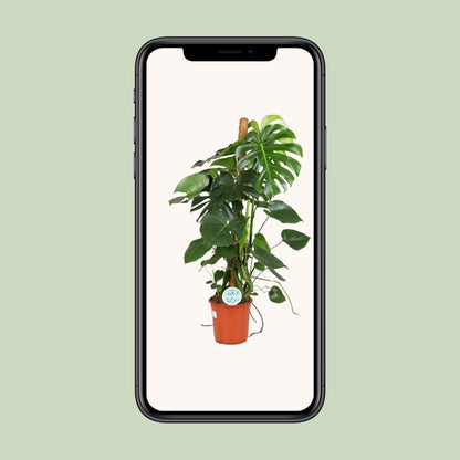 Monstera Deliciosa - Ø24cm - ↨105cm