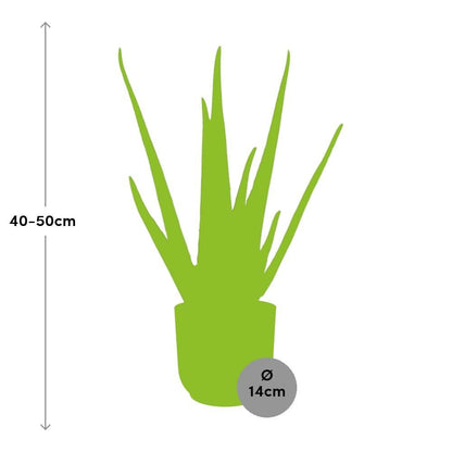 Aloe Vera - Ø12cm in ELHO Vibes Fold rosa - ↨40-50cm -  Ø14cm Topf