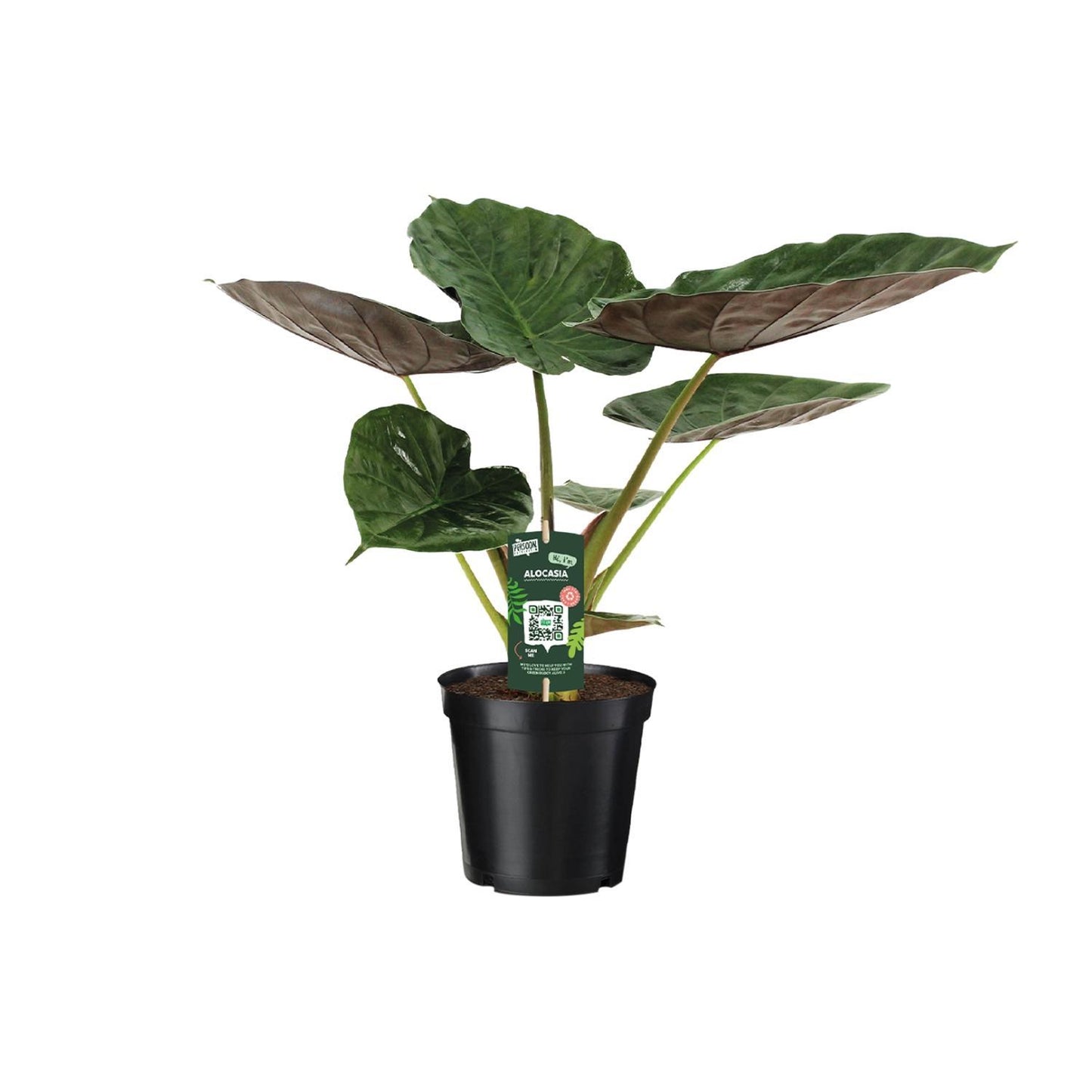 Alocasia Wentii - Elefantenohr - ↨70cm - Ø19cm