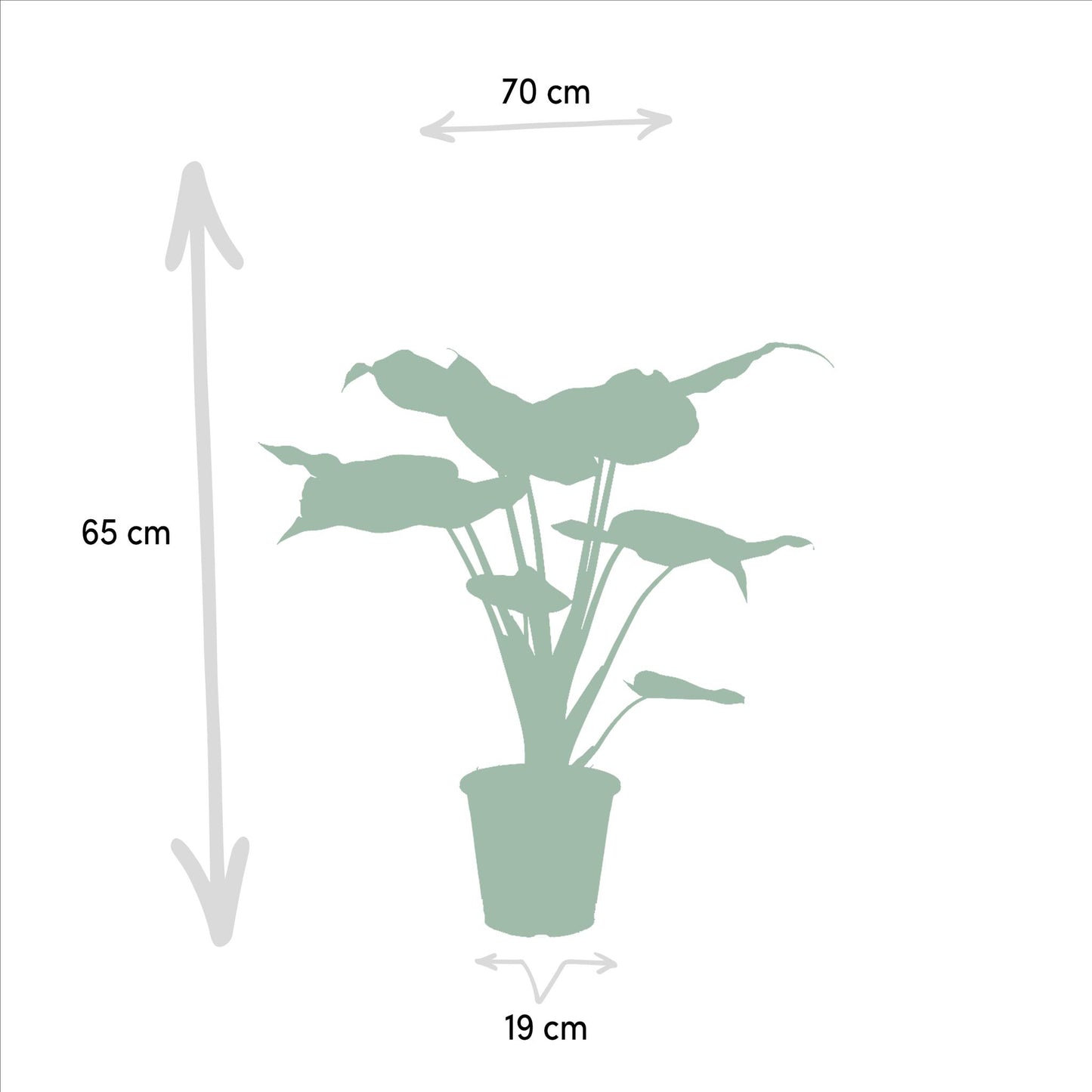 Alocasia Cucullata -↨60cm - Ø19cm  + Alocasia Lauterbachiana -↨75cm - Ø19cm