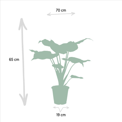 Alocasia Cucullata -↨60cm - Ø19cm  + Alocasia Lauterbachiana -↨75cm - Ø19cm