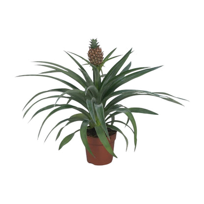 Ananas Mi Amigo - Ananaspflanze - ↨40cm - Ø12cm