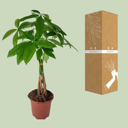 Pachira Aquatica - Ø19cm - ↨70cm