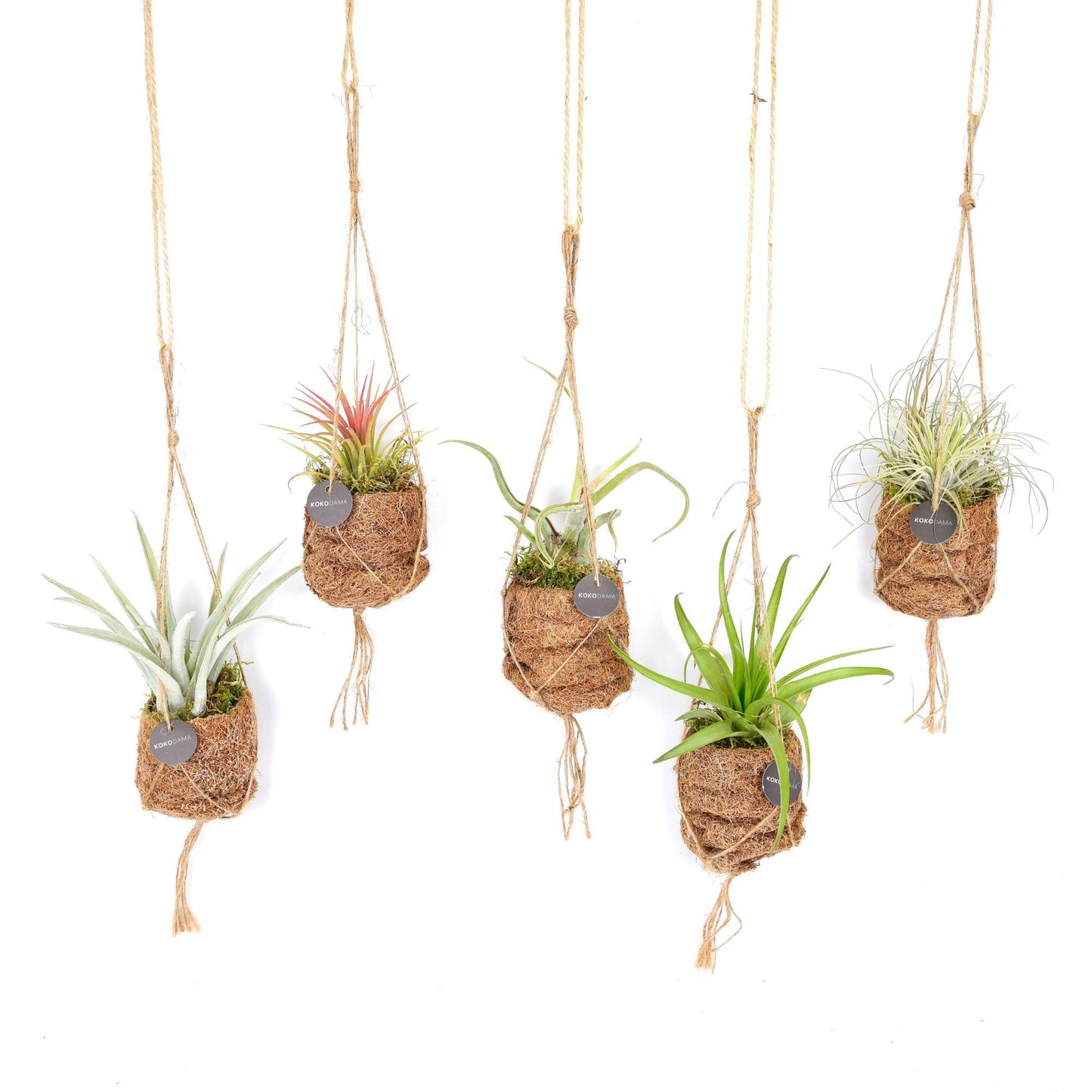 8x Kokodama Birdnest Tillandsia Mix - Ø7cm - ↨5cm