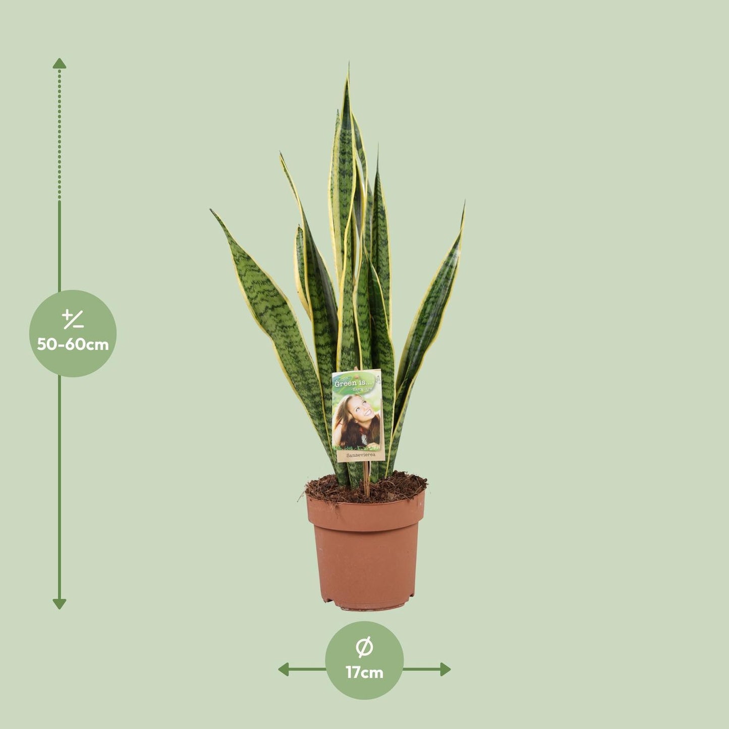 Sansevieria Trifasciata Laurentii - Ø17cm - ↨60cm