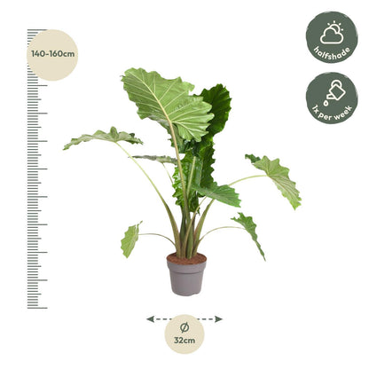 Alocasia Portodora - Elefantenohr - ↨150 cm - Ø32cm