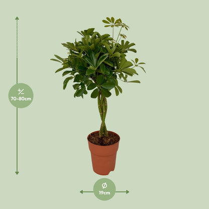 Schefflera Compacta - Ø19cm - ↨80cm